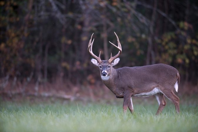 How to Score a Whitetail Deer: 3 Simple Steps to Follow!