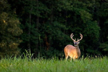 9 Beginner Deer Hunting Tips From Pros You Don’t Want to Miss