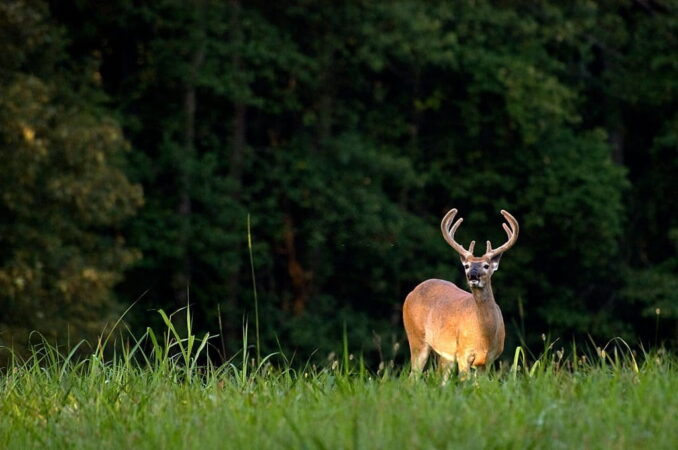 9 Beginner Deer Hunting Tips From Pros You Don’t Want To Miss