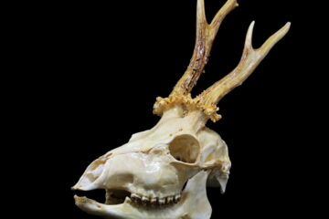 Skull Cleaning: How To Prepare A Deer Skull For Dermestid Beetles