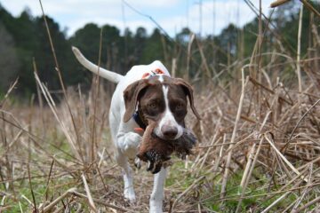 Georgia Quail Hunting: The Best Way To Hone Your Hunting Skills?