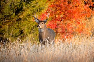 5 Best All-Around Calibers for Deer Hunting