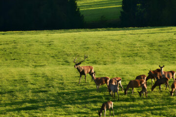 How Long Do Deer Live For? The Surprising Truth Revealed!