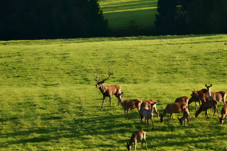 How Long Do Deer Live For