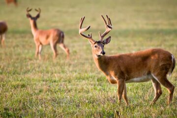 Can Deer Smell Propane Heater?