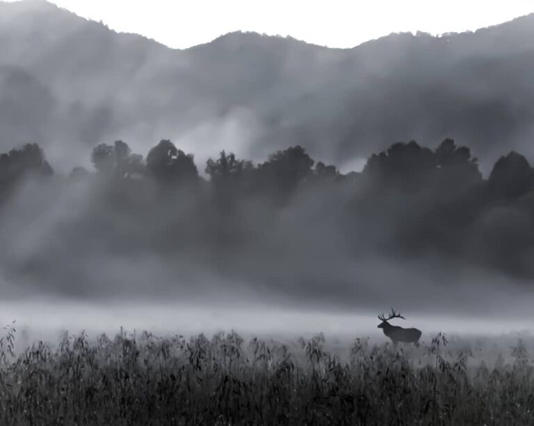Do Deer Move In The Fog?