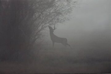 Do Deer Move In The Fog?