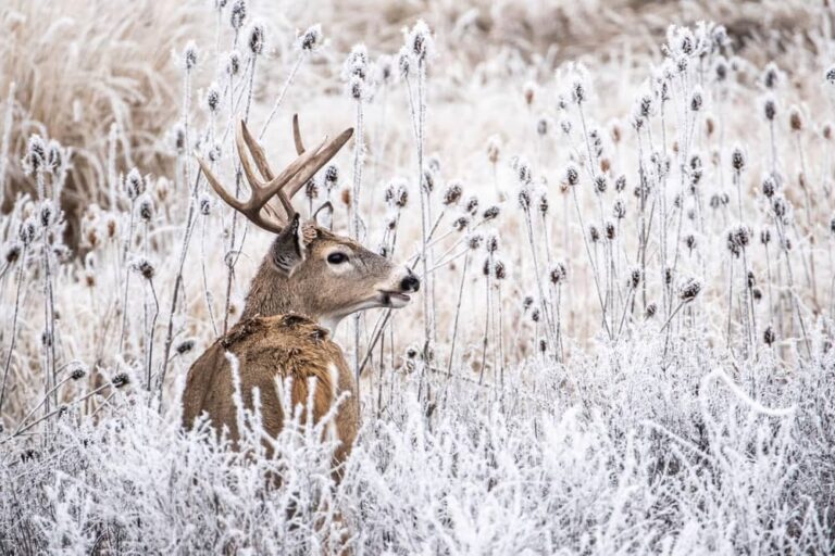 does a neck shot kill a deer