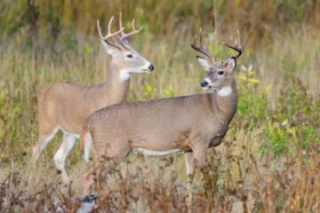 How Much Wind Is Too Much For Deer Hunting?