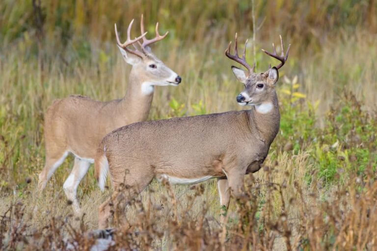 how much wind is too much for deer hunting