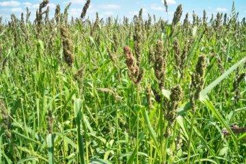 Do Deer Eat Brown Top Millet?