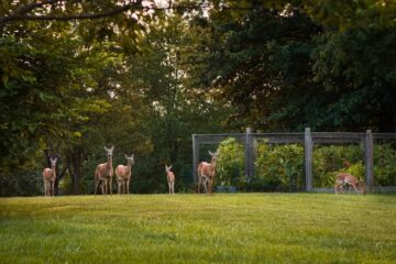 Do Deer Eat Okra Plants?