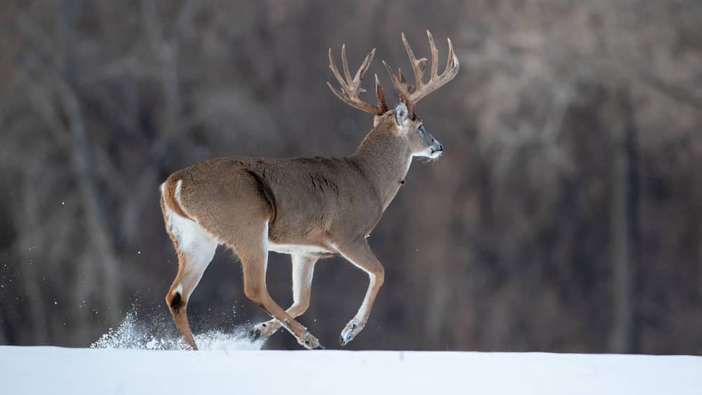 Do Deer Move When It’s Snowing?