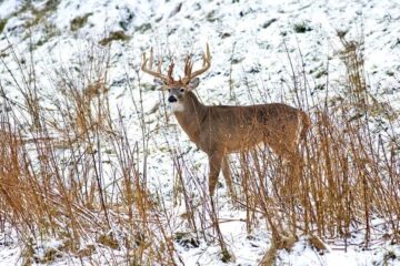 Do Deer Move When It’s Snowing?