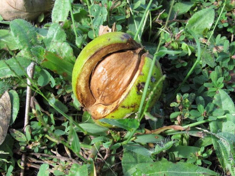 How Do Deer Eat Hickory Nuts?