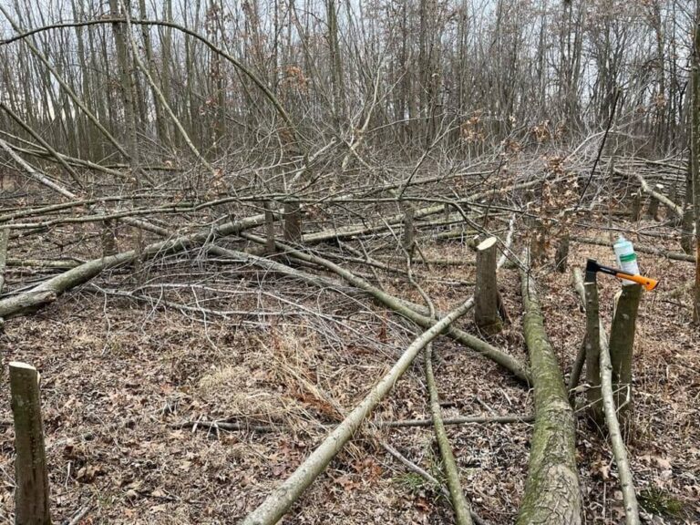 Why Hinge Cut Trees For Deer?