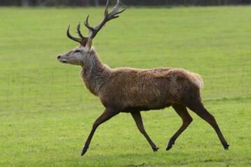 Can You Track A Wounded Deer Onto Private Property?