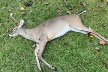 Is A Gut Shot Deer Left Overnight Good To Process?