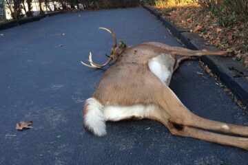 How To Load A Deer In Truck By Yourself?