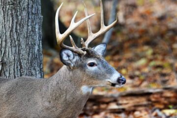 How To Tan A Deer Hide For Mounting?