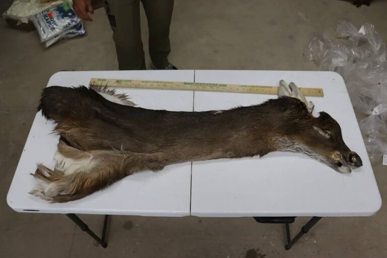 How To Tan A Deer Hide For Mounting? - How To Tan A Deer Hide For Mounting