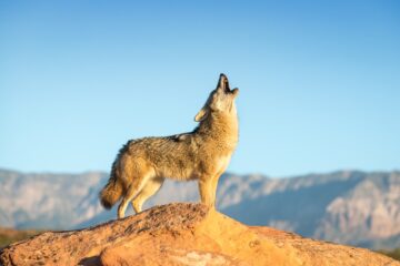 Are Coyotes Pack Animals Or Loners?