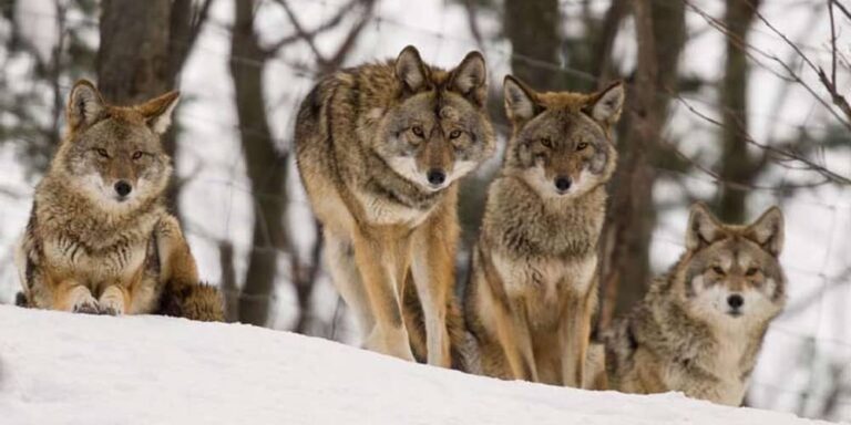 Are Coyotes Pack Animals Or Loners?