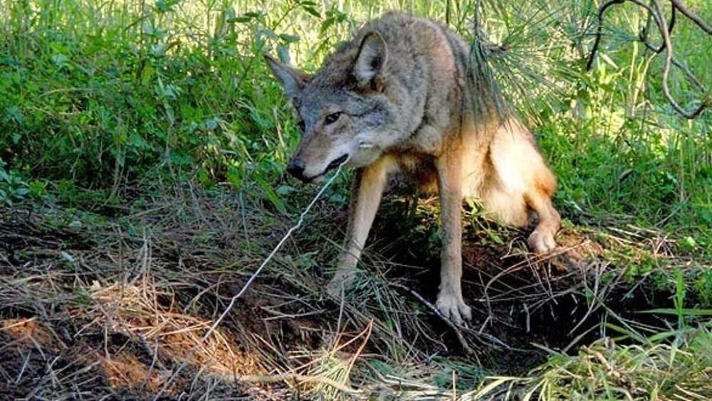 Baiting Coyotes With Dog Food What Should We Do