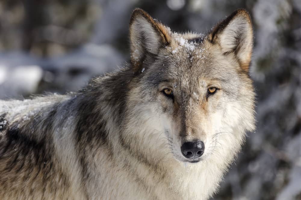 Baiting Coyotes With Dog Food: What Should We Do?