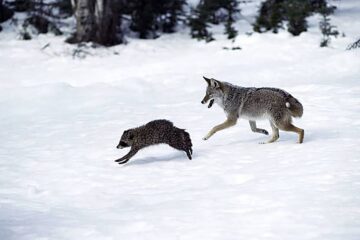 Baiting Coyotes With Dog Food: What Should We Do?