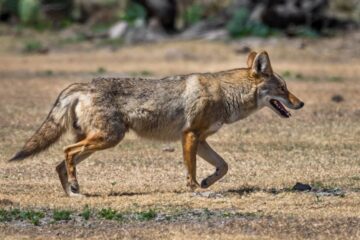 Do Coyotes Hunt In The Daytime?