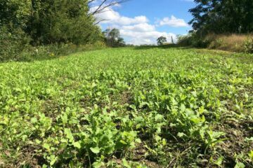 How Long Can Food Plot Seed Go Without Rain?