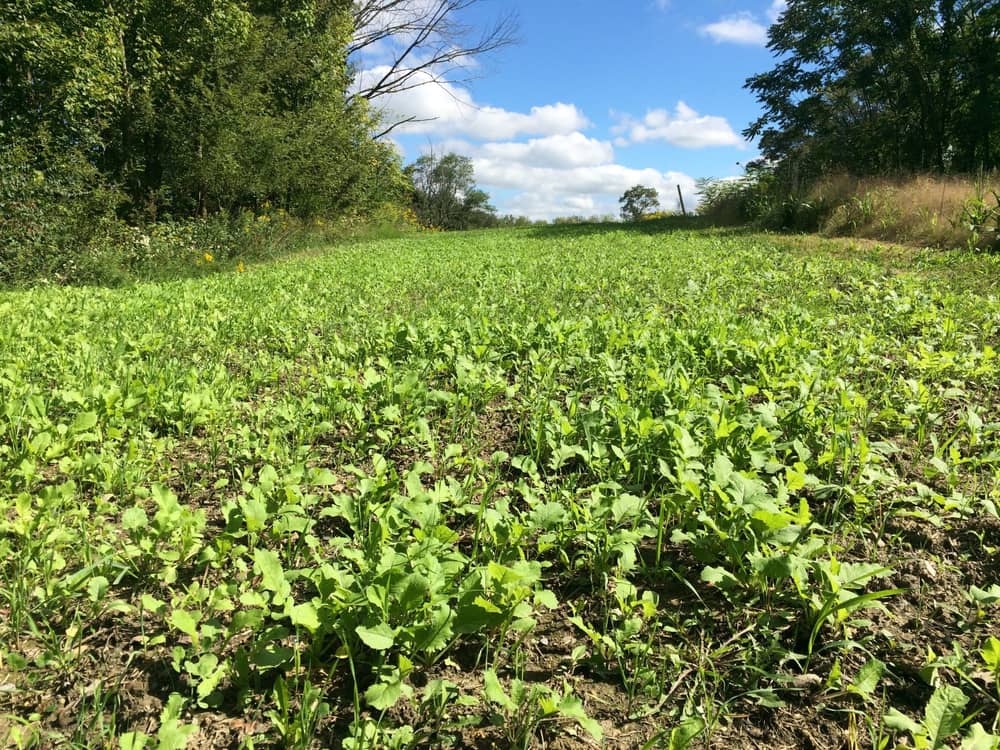 how long can food plot seed go without rain