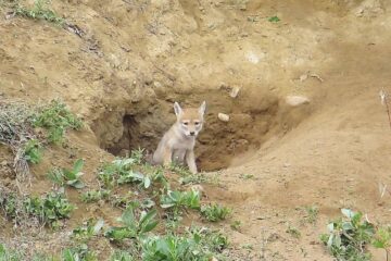 How To Get Rid Of Coyote Den?