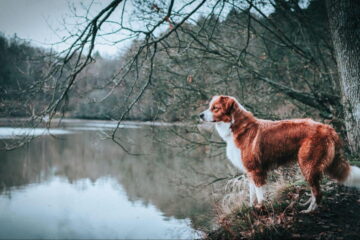 Tips To Keep Your Dog Calm After Hunting