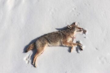 What To Do With A Coyote After You Shoot It?