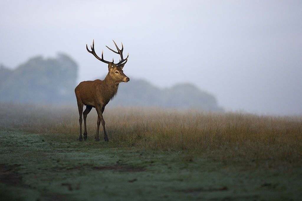 7 Deer Hunting Tips Every Hunter Should Know