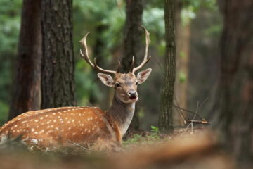 Can Deer See Red Light?