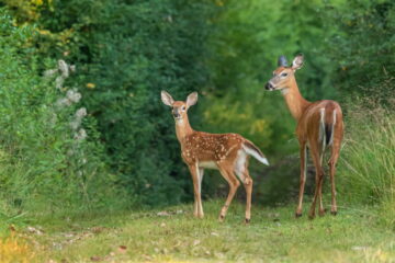 What Happens If You Shoot A Deer Out Of Season?