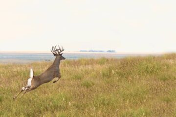 Where To Shoot Deer With A 223?