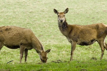 Deer Food Plot Mastery: 10 Essential Choices for Successful Wildlife Management