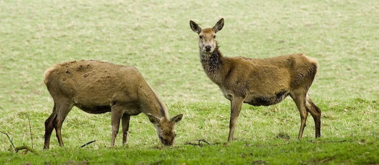 Nurturing Nature: 10 Best Deer Food Plots For Optimal Wildlife Management