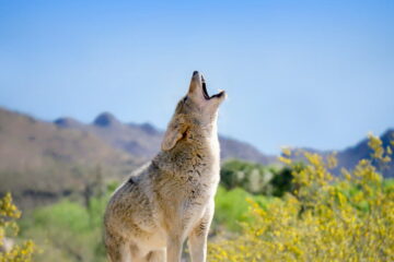 Where To Hunt Coyotes In Colorado?