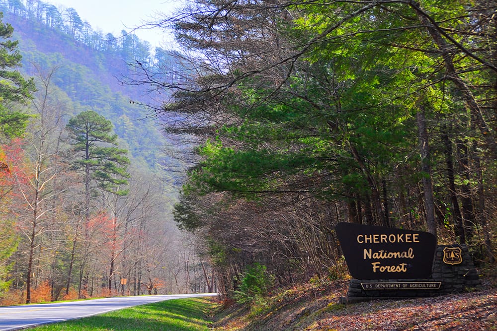 Exploring the Best Public Land for Turkey Hunting in Tennessee