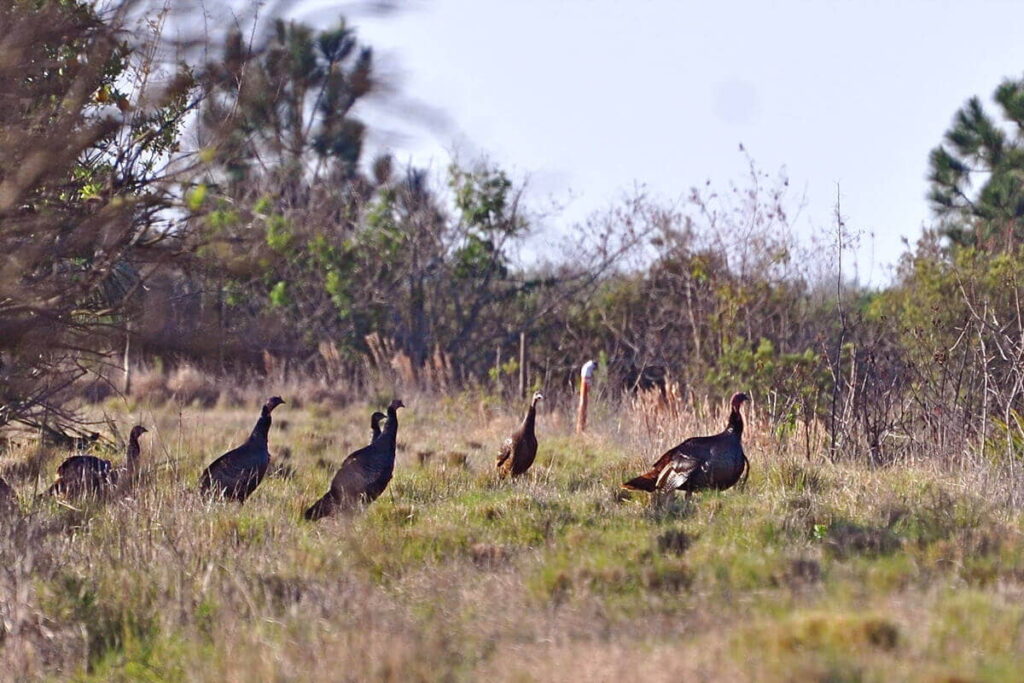 best-public-land-turkey-hunting-in-tennessee-7