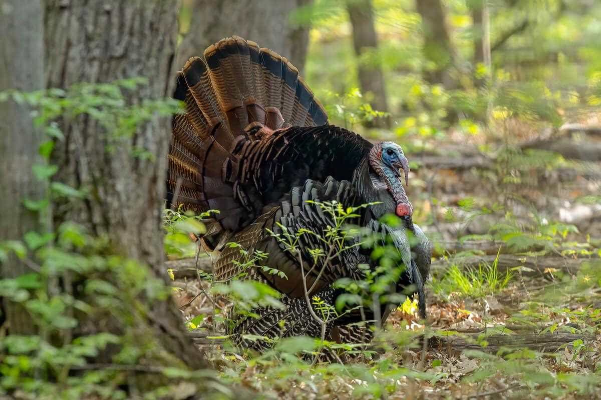 Exploring the Best Public Land for Turkey Hunting in Tennessee