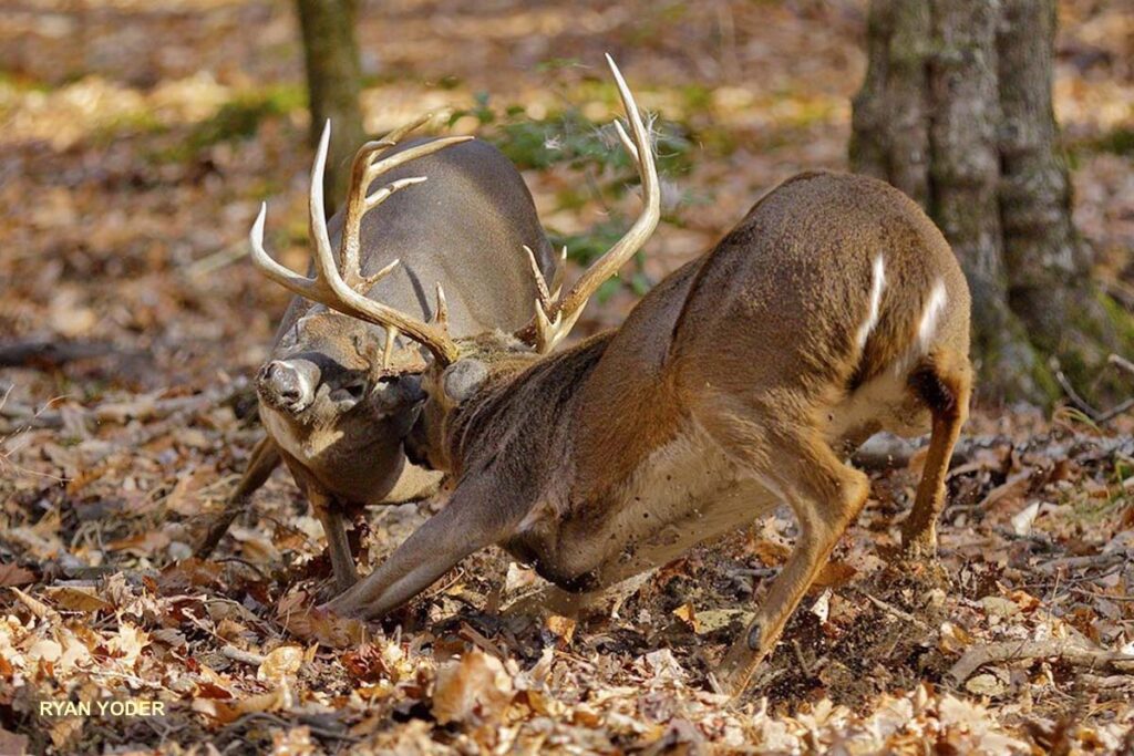 deer rut in east tennessee