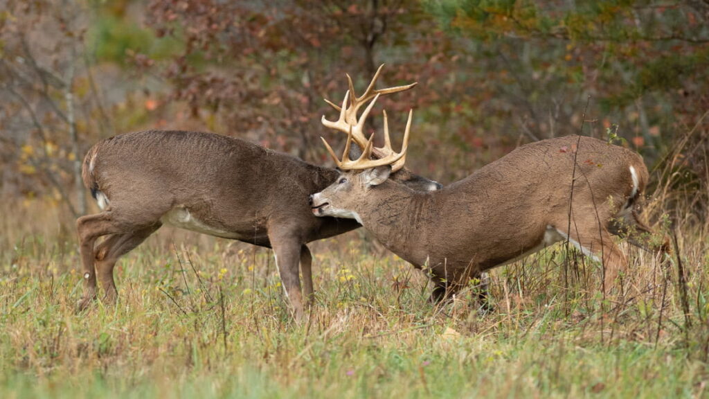 deer rut in east tennessee