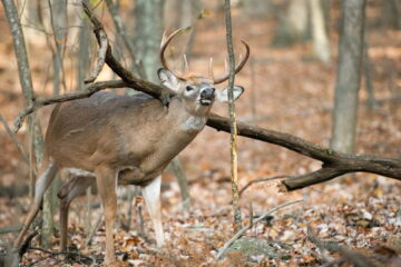 Deer Rut in East Tennessee: A Fascinating Natural Phenomenon