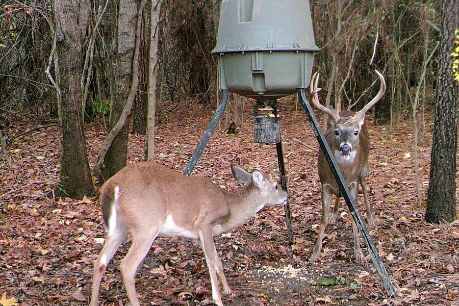 how high should a deer feeder be off the ground